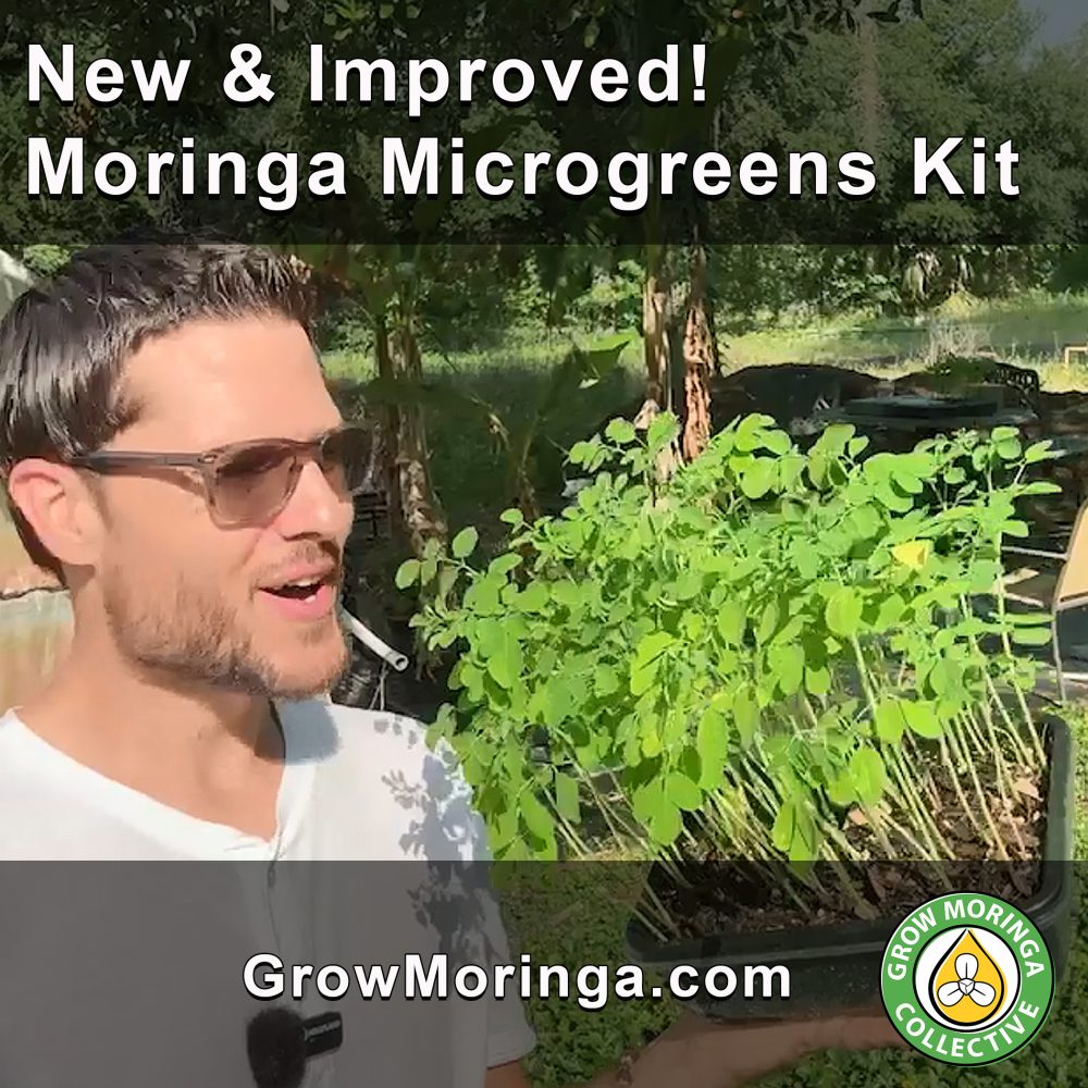 new improved moringa microgreens kit copy